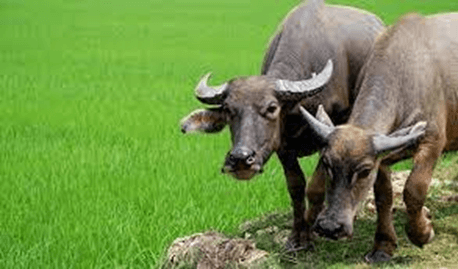 10+ Đoạn văn tả con trâu lớp 3 (điểm cao)