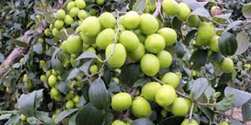 15 Đoạn văn tả quả táo lớp 2 (điểm cao)
