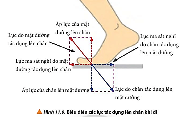 Quan sát hình 11.9 và giải thích cơ chế vật lí giúp con người có thể bước đi