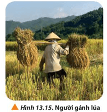 Một người đang gánh lúa như Hình 13.15. Hỏi vai người đặt ở vị trí nào trên đòn gánh