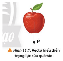 Lý thuyết Vật Lí 10 Chân trời sáng tạo Bài 11: Một số lực trong thực tiễn