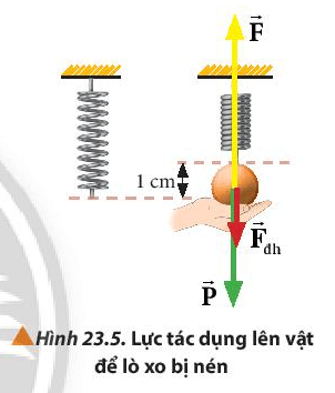 Lý thuyết Vật Lí 10 Chân trời sáng tạo Bài 23: Định luật Hooke (ảnh 3)