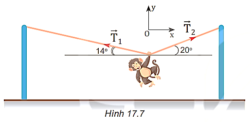 Một con khỉ biểu diễn xiếc. Nó dùng tay nắm vào dây để đứng yên treo mình như Hình 17.7