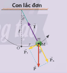 Lý thuyết Vật Lí 11 Chân trời sáng tạo Bài 2: Phương trình dao động điều hoà