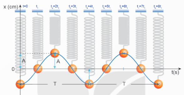 Lý thuyết Vật Lí 11 Kết nối tri thức Bài 1: Dao động điều hoà