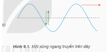 Lý thuyết Vật Lí 11 Kết nối tri thức Bài 9: Sóng ngang. Sóng dọc. Sự truyền năng lượng của sóng cơ