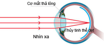 Lý thuyết Mắt | Chuyên đề: Lý thuyết - Bài tập Vật Lý 11 có đáp án