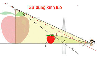 Kính lúp là gì? Công thức tính kính lúp (chi tiết nhất)