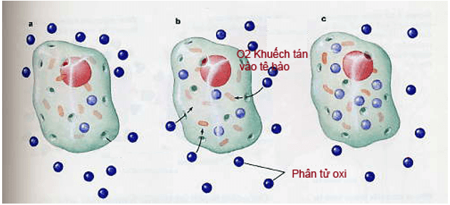 Cách giải bài tập về Cấu tạo chất: nguyên tử, phân tử cực hay