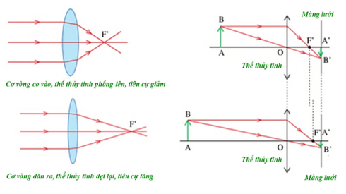 Các dạng bài tập về mắt