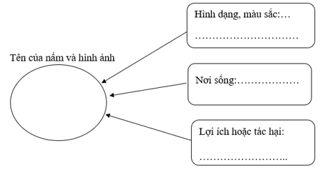 Vở bài tập Khoa học lớp 4 Cánh diều Ôn tập chủ đề Nấm