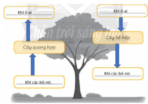 Vở bài tập Khoa học lớp 4 Chân trời sáng tạo Bài 15: Thực vật cần gì để sống và phát triển