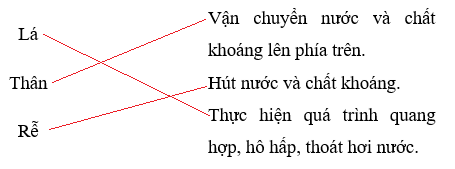 Vở bài tập Khoa học lớp 4 Chân trời sáng tạo Bài 15: Thực vật cần gì để sống và phát triển