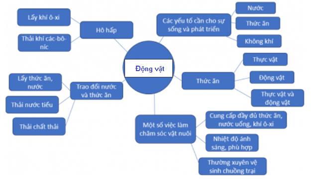 Vở bài tập Khoa học lớp 4 Chân trời sáng tạo Bài 18: Ôn tập chủ đề thực vật và động vật