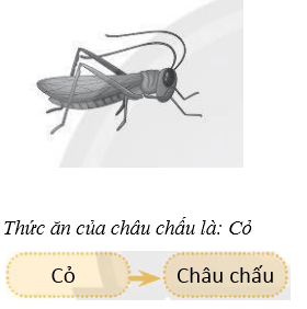 Vở bài tập Khoa học lớp 4 Chân trời sáng tạo Bài 30: Chuỗi thức ăn trong tự nhiên 