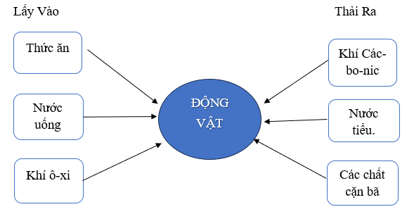 Vở bài tập Khoa học lớp 4 Kết nối tri thức Bài 16: Động vật cần gì để sống?