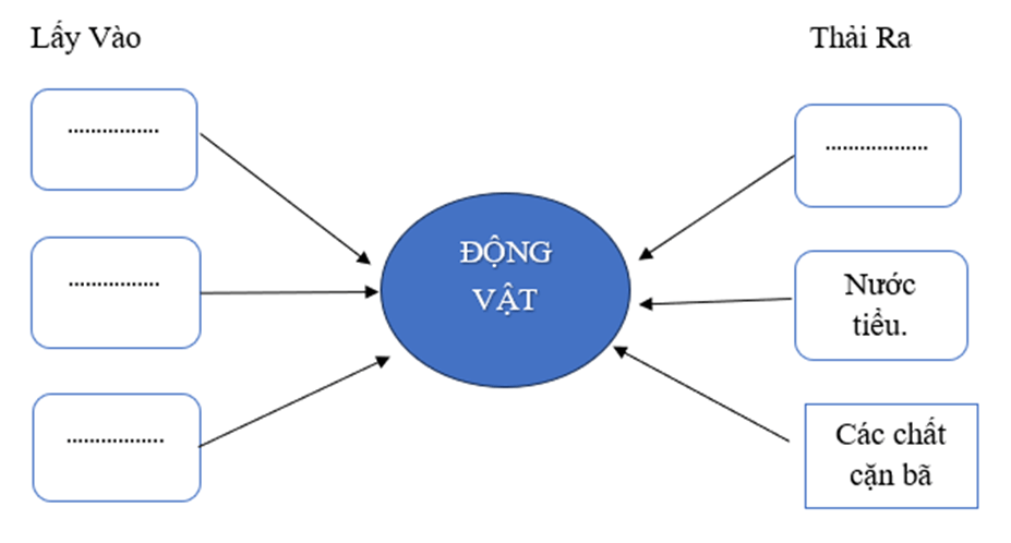 Vở bài tập Khoa học lớp 4 Kết nối tri thức Bài 16: Động vật cần gì để sống?