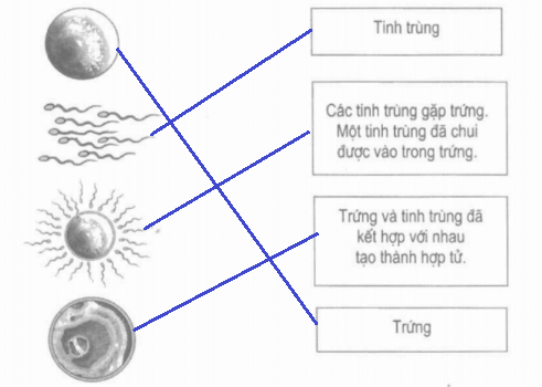 Vở bài tập Khoa học lớp 5 Bài 4: Cơ thể chúng ta được hình thành như thế nào? | Giải VBT Khoa học 5