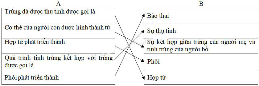 Vở bài tập Khoa học lớp 5 Bài 4: Cơ thể chúng ta được hình thành như thế nào? | Giải VBT Khoa học 5