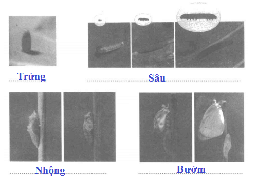 Vở bài tập Khoa học lớp 5 Bài 56: Sự sinh sản của côn trùng | Giải VBT Khoa học 5