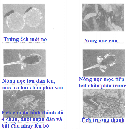 Vở bài tập Khoa học lớp 5 Bài 57: Sự sinh sản của ếch | Giải VBT Khoa học 5