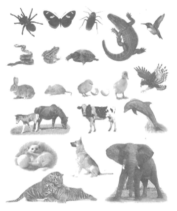 Vở bài tập Khoa học lớp 5 Bài 61: Ôn tập: Thực vật và động vật | Giải VBT Khoa học 5