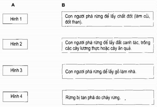 Vở bài tập Khoa học lớp 5 Bài 65: Tác động của con người đến môi trường rừng | Giải VBT Khoa học 5