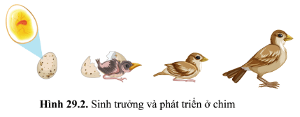 Quan sát hình 29.1, 29.2 (SGK) cho thấy dấu hiệu của sự sinh trưởng và phát triển
