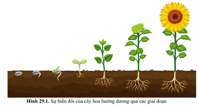 Quan sát hình 29.1, 29.2 (SGK) cho thấy dấu hiệu của sự sinh trưởng và phát triển