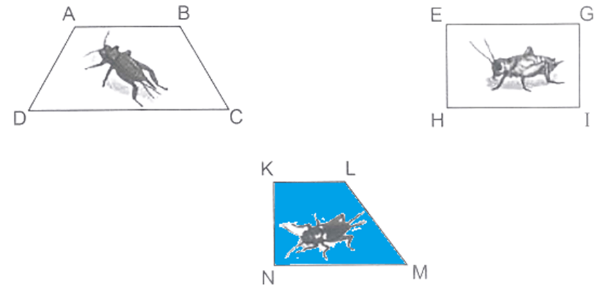 Vở bài tập Toán lớp 4 Kết nối tri thức Bài 8: Góc nhọn, góc tù, góc bẹt