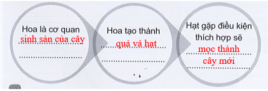 Vở bài tập Tự nhiên xã hội lớp 3 trang 38, 39, 40, 41, 42 Bài 12: Các bộ phận của thực vật và chức năng của chúng | Cánh diều