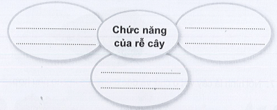 Vở bài tập Tự nhiên xã hội lớp 3 trang 38, 39, 40, 41, 42 Bài 12: Các bộ phận của thực vật và chức năng của chúng | Cánh diều