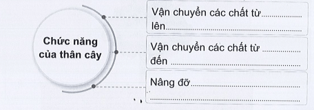 Vở bài tập Tự nhiên xã hội lớp 3 trang 38, 39, 40, 41, 42 Bài 12: Các bộ phận của thực vật và chức năng của chúng | Cánh diều