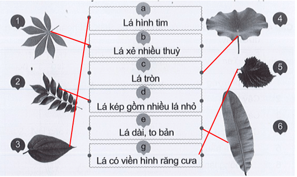 Vở bài tập Tự nhiên xã hội lớp 3 trang 38, 39, 40, 41, 42 Bài 12: Các bộ phận của thực vật và chức năng của chúng | Cánh diều