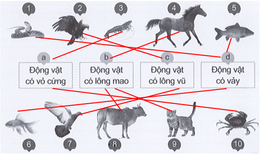 Vở bài tập Tự nhiên xã hội lớp 3 trang 43, 44, 45 Bài 13: Các bộ phận của động vật và chức năng của chúng | Cánh diều