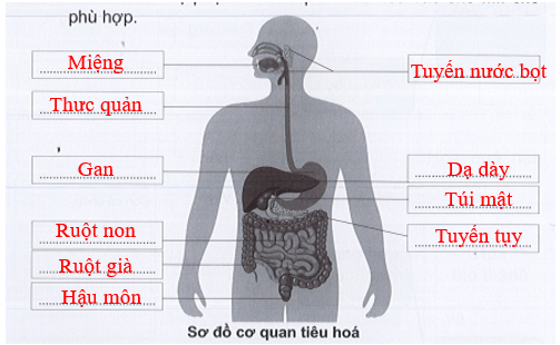 Vở bài tập Tự nhiên xã hội lớp 3 trang 52, 53 Bài 15: Cơ quan tiêu hóa | Cánh diều