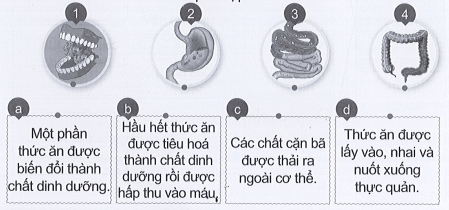 Vở bài tập Tự nhiên xã hội lớp 3 trang 52, 53 Bài 15: Cơ quan tiêu hóa | Cánh diều