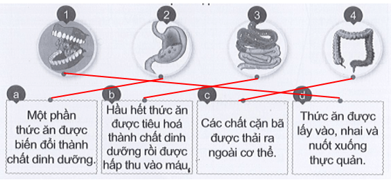 Vở bài tập Tự nhiên xã hội lớp 3 trang 52, 53 Bài 15: Cơ quan tiêu hóa | Cánh diều