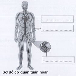 Vở bài tập Tự nhiên xã hội lớp 3 trang 54, 55, 56 Bài 16: Cơ quan tuần hoàn | Cánh diều