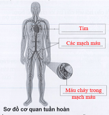 Vở bài tập Tự nhiên xã hội lớp 3 trang 54, 55, 56 Bài 16: Cơ quan tuần hoàn | Cánh diều