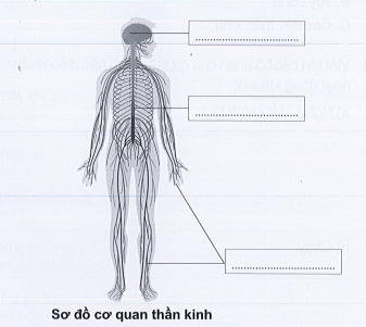 Vở bài tập Tự nhiên xã hội lớp 3 trang 57, 58, 59 , 60 Bài 17: Cơ quan thần kinh | Cánh diều