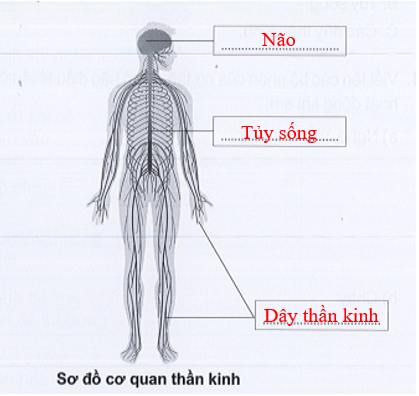 Vở bài tập Tự nhiên xã hội lớp 3 trang 57, 58, 59 , 60 Bài 17: Cơ quan thần kinh | Cánh diều