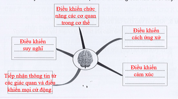 Vở bài tập Tự nhiên xã hội lớp 3 trang 57, 58, 59 , 60 Bài 17: Cơ quan thần kinh | Cánh diều