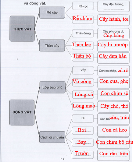 Vở bài tập Tự nhiên xã hội lớp 3 trang 50, 51 Ôn tập: Chủ đề Thực vật và Động vật | Cánh diều