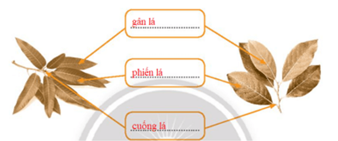 Vở bài tập Tự nhiên xã hội lớp 3 trang 43, 44, 45 Bài 15: Lá, thân, rễ của thực vật | Chân trời sáng tạo