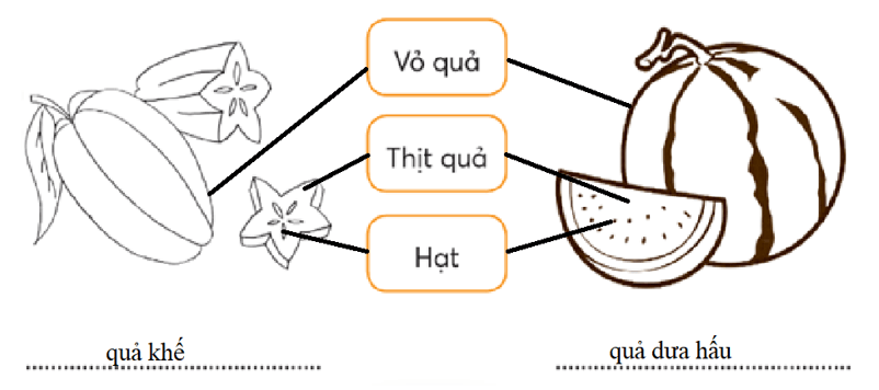 Vở bài tập Tự nhiên xã hội lớp 3 trang 46, 47, 48 Bài 16: Hoa và quả | Chân trời sáng tạo