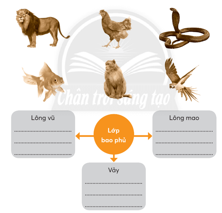 Vở bài tập Tự nhiên xã hội lớp 3 trang 49, 50, 51 Bài 17: Thế giới động vật quanh em | Chân trời sáng tạo