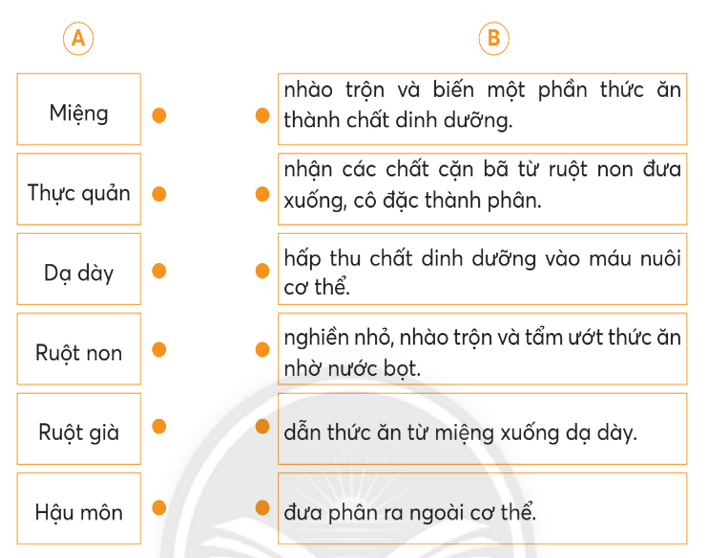 Vở bài tập Tự nhiên xã hội lớp 3 trang 56, 57, 58 Bài 20: Cơ quan tiêu hoá | Chân trời sáng tạo