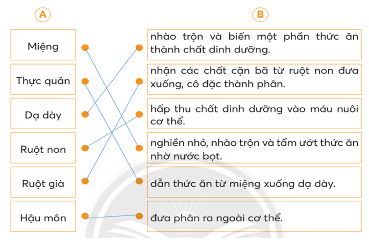 Vở bài tập Tự nhiên xã hội lớp 3 trang 56, 57, 58 Bài 20: Cơ quan tiêu hoá | Chân trời sáng tạo