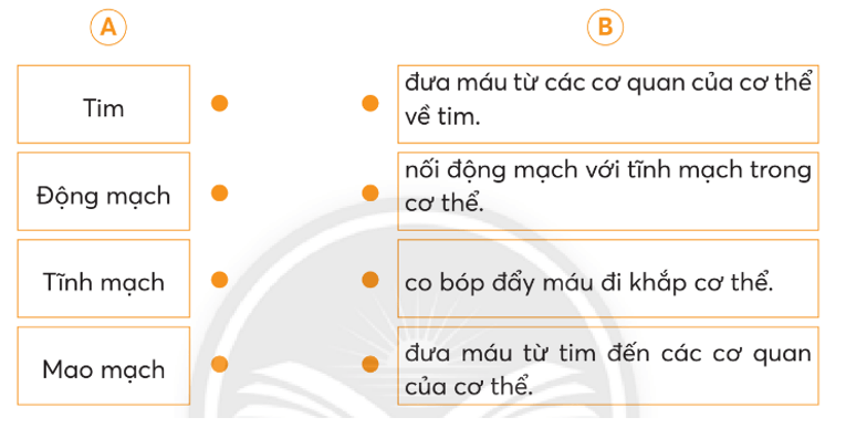 Vở bài tập Tự nhiên xã hội lớp 3 trang 59, 60, 61 Bài 21: Cơ quan tuần hoàn | Chân trời sáng tạo